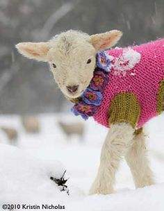 These TINY Goats In TINY Jumpers Will Melt Your Heart