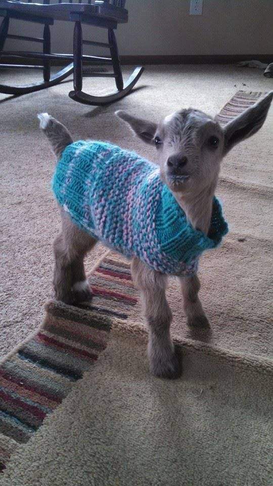 These TINY Goats In TINY Jumpers Will Melt Your Heart