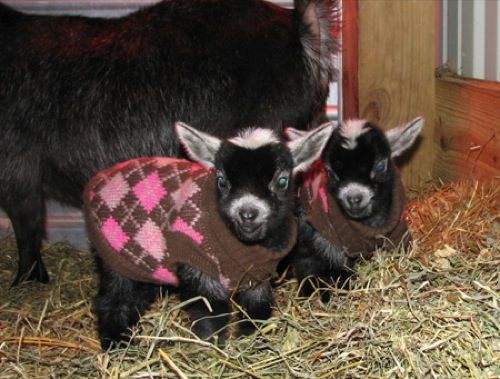 These TINY Goats In TINY Jumpers Will Melt Your Heart