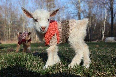 These TINY Goats In TINY Jumpers Will Melt Your Heart