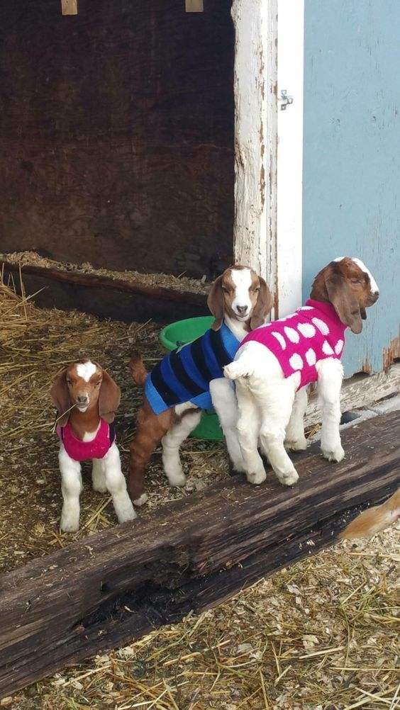 These TINY Goats In TINY Jumpers Will Melt Your Heart