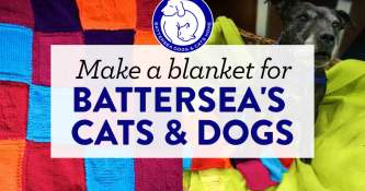 Make a blanket for Battersea’s cats and dogs