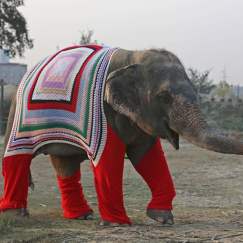 CUTE ALERT: VILLAGERS KNIT JUMPERS FOR ELEPHANTS