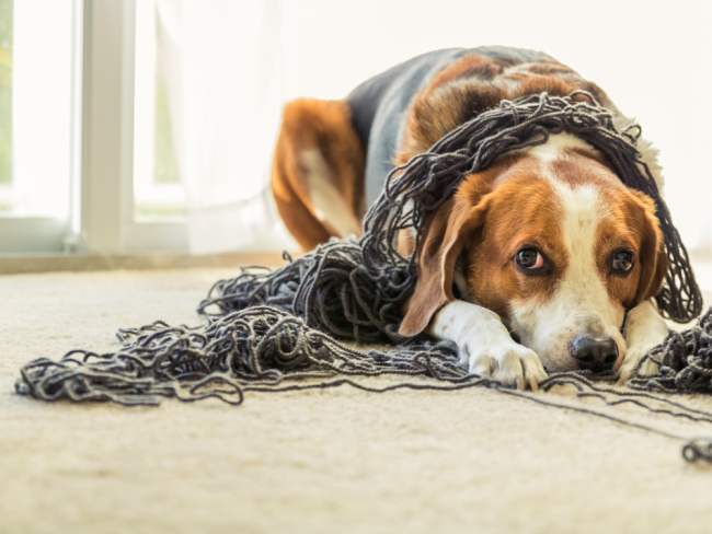 The Best Crochet and Knitting Companions You Could Ask For