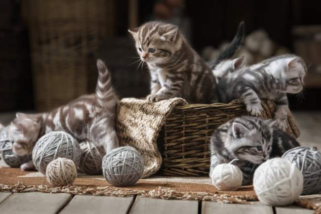 The Best Crochet and Knitting Companions You Could Ask For