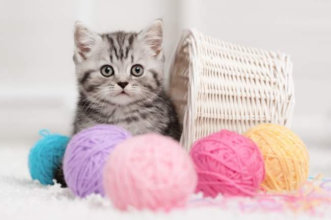 The Best Crochet and Knitting Companions You Could Ask For