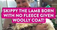 Skippy The Lamb Born With No Fleece Given Woolly Coat