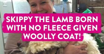 Skippy The Lamb Born With No Fleece Given Woolly Coat